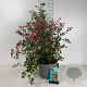 Symphoricarpos d. 'Mother of Pearl' 50-60 cm 10L