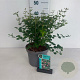 Symphoricarpos d. 'Mother of Pearl' 50-60 cm 35L