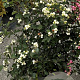 Symphoricarpos d. 'White Hedge' 50-60 cm 10L