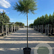Tamarix tetrandra 14-16 HO cont. 70L
