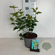 Viburnum opulus 'Roseum' 50-60 cm 35L