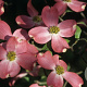 Cornus fl. 'Sweetwater' 125-150 cm 40L struik