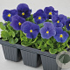 Viola hybride Grootbloemig donkerblauw GM P9