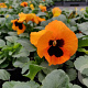 Viola hybride Grootbloemig Oranje GM P9