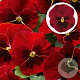 Viola hybride grootbloemig Rood GM P9