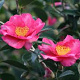 Camellia sasanqua 'Kanjiro' 200-250 cm cont. 110L meerstammig