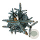 Picea pungens 'Erich Frahm' 40-50 cm P26