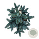 Picea pungens 'Oldenburg' 40-50 cm P26