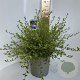 Ceanothus El Dorado 40-50 cm 5,0L