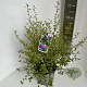 Ceanothus El Dorado 40-50 cm 5,0L