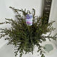 Ceanothus 'Emily Brown' 40-50 cm 5,0L