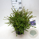 Ceanothus 'Emily Brown' 40-50 cm 5,0L