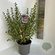 Escallonia 'Donard Radiance' 40-50 cm 5,0L