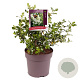 Escallonia 'Iveyi' 50-60 cm 10L