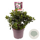Escallonia laevis Pink Elle 40-45 cm 10L