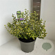 Euonymus fort. 'Emerald 'n' Gold' 30-35 cm 5,0L