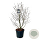 Magnolia stellata 125-150 cm cont. 55L extra