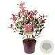 Photinia fraseri 'Carré Rouge' 50-60 cm 7,5L