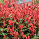 Photinia fraseri Thin Red 80-100 cm 20L