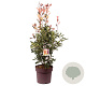 Photinia fraseri Thin Red 100-125 cm 20L