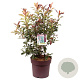 Photinia Magical Volcano 100-125 cm 20L