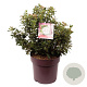 Viburnum tinus 40-50 cm 20L