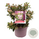 Viburnum tin. Spirit 25-30 cm 7,5L