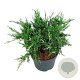 Juniperus pf. 'White Splash' 30-40 cm 6,5L