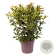 Prunus l. On Fire 100-120 cm 20L