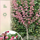 Malus toringo 'Freja' 90 cm stam 10L