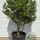 Osmanthus burkwoodii 150-175 cm draadkluit meerstammig