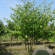 Cornus controversa 350-400 cm draadkluit meerstammig