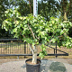 Ficus carica GM container solitair