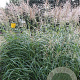 Miscanthus sin. 'Silberfeder' GM P9