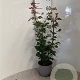 Acer campestre 60-80 cm 2,0L