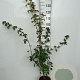 Acer campestre 80-100 cm 5,0L