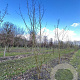 Acer campestre 350-400 cm draadkluit meerstammig