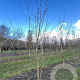 Acer campestre 400-450 cm draadkluit meerstammig