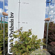 Acer japonicum 'Aconitifolium' 60-80 cm met kluit