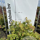 Acer japonicum 'Aconitifolium' 60-80 cm met kluit
