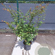 Acer palmatum 100-125 cm 10L