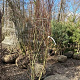 Acer palmatum 250-300 cm container meerstammig