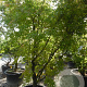Acer palmatum 250-300 cm container meerstammig