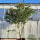 Acer palmatum 250-300 cm container meerstammig