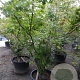 Acer palmatum 250-300 cm container meerstammig