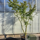 Acer palmatum 250-300 cm container meerstammig