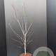 Acer pal. 'Atropurpureum' 100-125 cm 10L