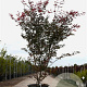 Acer pal. 'Atropurpureum' 175-200 cm 50L
