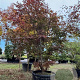 Acer pal. 'Atropurpureum' 250-300 cm cont. 180L
