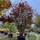 Acer pal. 'Atropurpureum' 250-300 cm cont. 180L